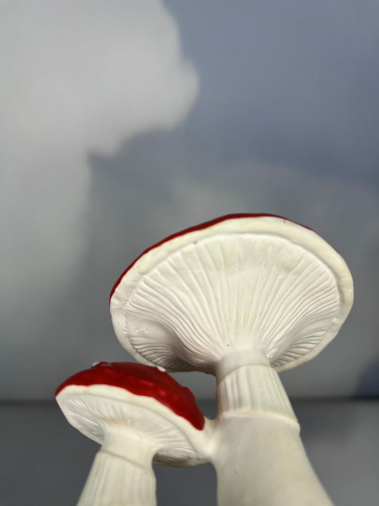 Spot le champignon